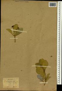 Euonymus japonicus Thunb., South Asia, South Asia (Asia outside ex-Soviet states and Mongolia) (ASIA) (Japan)