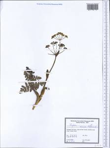 Thapsia minor Hoffmanns. & Link, Western Europe (EUR) (Portugal)