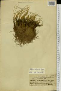 Allium eduardi Stearn ex Airy Shaw, Siberia, Altai & Sayany Mountains (S2) (Russia)