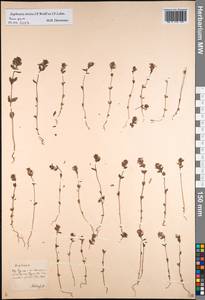 Euphrasia stricta J. P. Wolff ex J. F. Lehm., Eastern Europe, Central forest-and-steppe region (E6) (Russia)