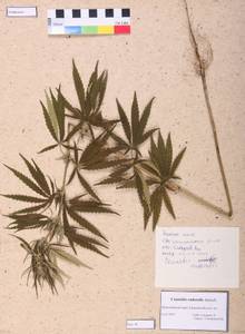 Cannabis sativa var. ruderalis (Janisch.) S. Z. Liou, Siberia, Central Siberia (S3) (Russia)