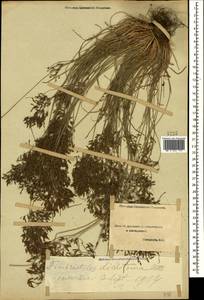 Fimbristylis dichotoma (L.) Vahl, Caucasus, Azerbaijan (K6) (Azerbaijan)