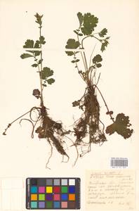 Geum rivale L., Eastern Europe, Belarus (E3a) (Belarus)