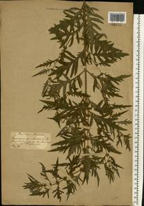 Lycopus exaltatus L.f., Eastern Europe, Central forest-and-steppe region (E6) (Russia)