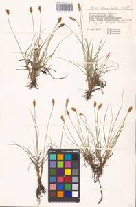 Carex stenophylla Wahlenb., Eastern Europe, Lower Volga region (E9) (Russia)