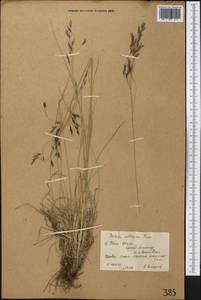 Festuca altaica Trin., Middle Asia, Northern & Central Tian Shan (M4) (Kyrgyzstan)