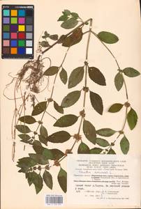 MHA 0 158 059, Mentha arvensis L., Eastern Europe, Central region (E4) (Russia)