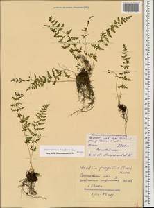 Cystopteris fragilis (L.) Bernh., Caucasus, North Ossetia, Ingushetia & Chechnya (K1c) (Russia)