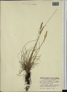 Festuca trachyphylla (Hack.) Hack., Western Europe (EUR) (Belgium)