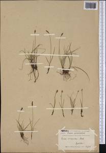 Carex scirpoidea Michx., America (AMER) (Greenland)