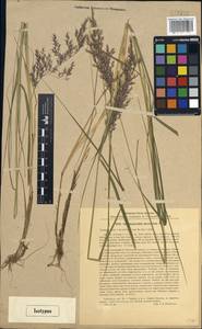 Calamagrostis canescens (Weber) Roth, Siberia, Western Siberia (S1) (Russia)
