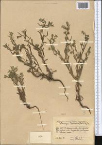 Pseudoheterocaryum szovitsianum (Fisch. & C. A. Mey.) Kaz. Osaloo & Saadati, Middle Asia, Western Tian Shan & Karatau (M3) (Uzbekistan)