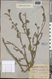 Heliotropium ellipticum Ledeb., Middle Asia, Caspian Ustyurt & Northern Aralia (M8) (Kazakhstan)