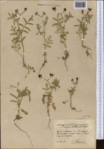 Turgenia latifolia (L.) Hoffm., Middle Asia, Western Tian Shan & Karatau (M3) (Uzbekistan)