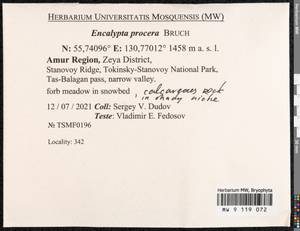 Encalypta procera Bruch, Bryophytes, Bryophytes - Russian Far East (excl. Chukotka & Kamchatka) (B20) (Russia)