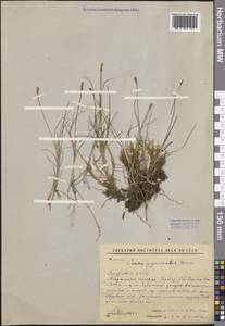 Carex nardina (Hornem.) Fr., Siberia, Yakutia (S5) (Russia)