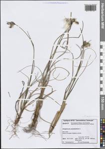 Eriophorum angustifolium Honck., Siberia, Central Siberia (S3) (Russia)