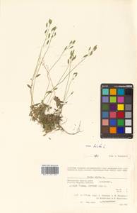 Draba hirta L., Siberia, Chukotka & Kamchatka (S7) (Russia)