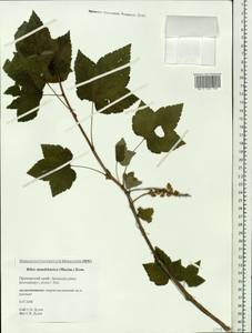 Ribes mandshuricum (Maxim.) Kom., Siberia, Russian Far East (S6) (Russia)