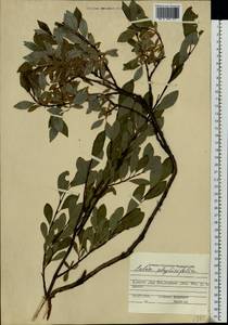 Salix phylicifolia L., Eastern Europe, Northern region (E1) (Russia)