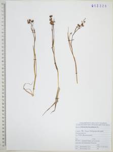 Scheuchzeria palustris L., Siberia, Russian Far East (S6) (Russia)