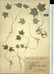 Acer pictum subsp. mono (Maxim.) H. Ohashi, Siberia, Russian Far East (S6) (Russia)