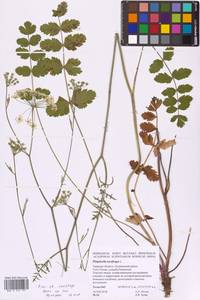 Pimpinella saxifraga L., Eastern Europe, North-Western region (E2) (Russia)