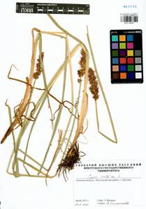 Carex vulpina L., Siberia, Western Siberia (S1) (Russia)
