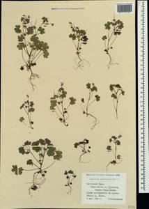 Geranium rotundifolium L., Crimea (KRYM) (Russia)