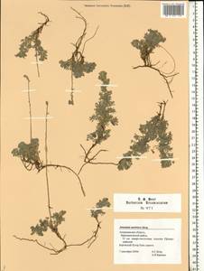 Artemisia austriaca Jacq., Eastern Europe, Lower Volga region (E9) (Russia)