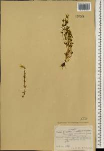 Lomatogonium carinthiacum (Wulfen) Reichenb., Mongolia (MONG) (Mongolia)
