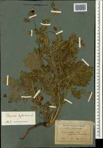 Roemeria sicula (Guss.) Galasso, Banfi, L. Sáez & Bartolucci, Crimea (KRYM) (Russia)