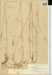 Poa compressa L., Eastern Europe, Central region (E4) (Russia)