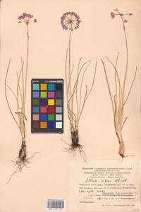 Allium rubens Schrad. ex Willd., Eastern Europe, Eastern region (E10) (Russia)
