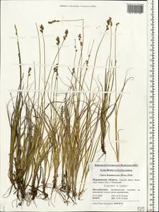 Carex brunnescens (Pers.) Poir., Eastern Europe, Northern region (E1) (Russia)