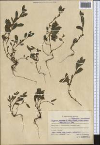 Polygonum aviculare L., Middle Asia, Northern & Central Kazakhstan (M10) (Kazakhstan)