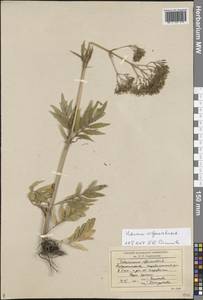 Valeriana wolgensis Kazak., Eastern Europe, Lower Volga region (E9) (Russia)