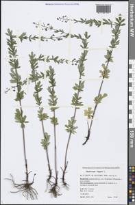 Thalictrum simplex L., Siberia, Baikal & Transbaikal region (S4) (Russia)