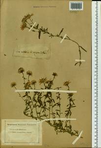 Heteropappus altaicus (Willd.) Novopokr., Siberia (no precise locality) (S0) (Russia)