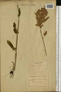 Rumex acetosa L., Eastern Europe, Rostov Oblast (E12a) (Russia)