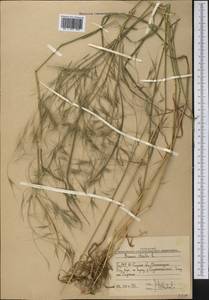 Bromus sterilis L., Middle Asia, Western Tian Shan & Karatau (M3) (Uzbekistan)