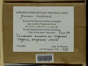 Grimmia hartmanii Schimp., Bryophytes, Bryophytes - Russian Far East (excl. Chukotka & Kamchatka) (B20) (Russia)