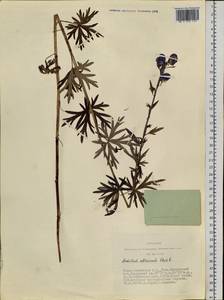 Aconitum glandulosum Rapaics, Siberia, Altai & Sayany Mountains (S2) (Russia)