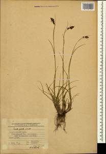 Luzula spicata (L.) DC., Caucasus, Stavropol Krai, Karachay-Cherkessia & Kabardino-Balkaria (K1b) (Russia)