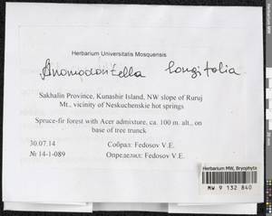 Anomodontella longifolia (Schleich. ex Brid.) Ignatov & Fedosov, Bryophytes, Bryophytes - Russian Far East (excl. Chukotka & Kamchatka) (B20) (Russia)