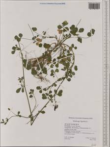 Medicago lupulina L., Western Europe (EUR) (Germany)