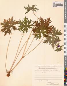 Geranium erianthum DC., Siberia, Chukotka & Kamchatka (S7) (Russia)