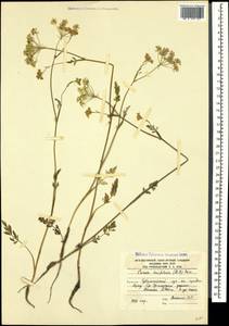 Carum meifolium (M. Bieb.) Boiss., Caucasus, South Ossetia (K4b) (South Ossetia)