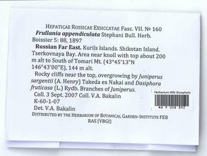 Frullania appendiculata Steph., Bryophytes, Bryophytes - Russian Far East (excl. Chukotka & Kamchatka) (B20) (Russia)