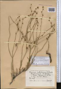 Limonium suffruticosum (L.) Kuntze, Middle Asia, Caspian Ustyurt & Northern Aralia (M8) (Kazakhstan)
